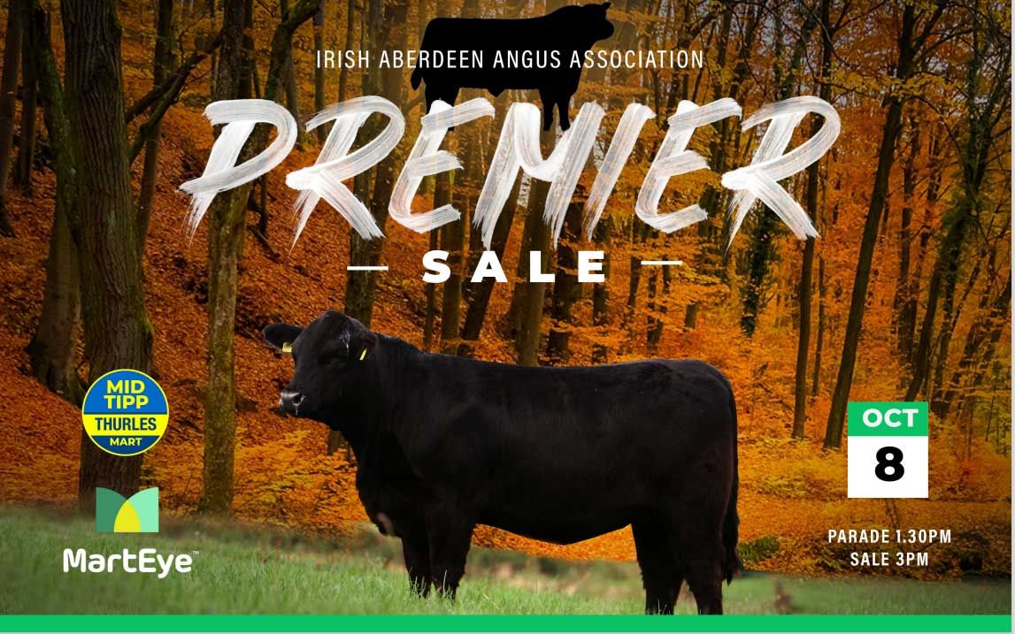 Reminder: Premier Angus sale set for Thurles Mart tomorrow