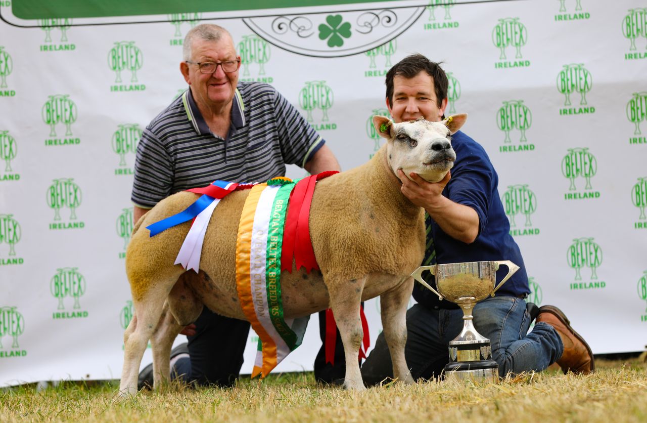 Laois breeders take top prize at the Belgian Beltex national show