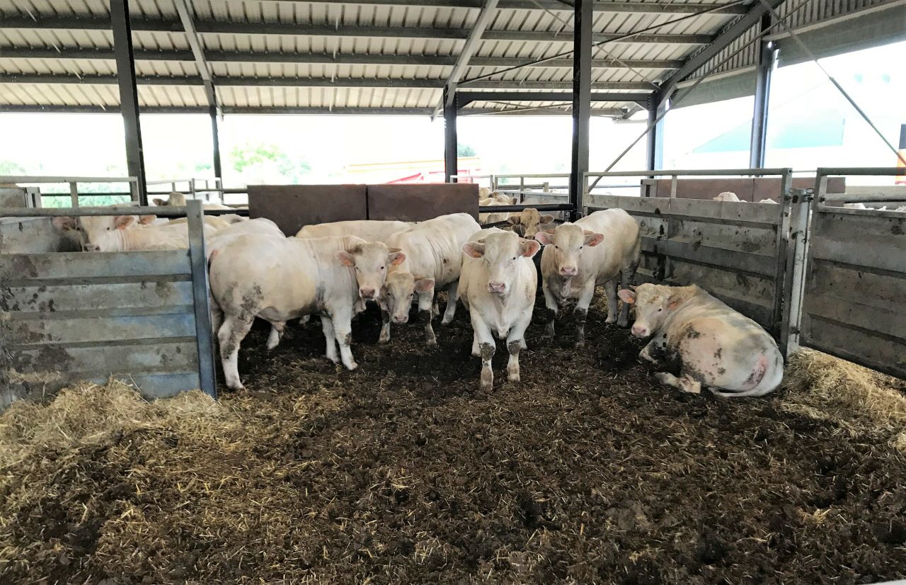 Beef focus: Finishing Charolais bulls and producing electricity and bio-gas in France