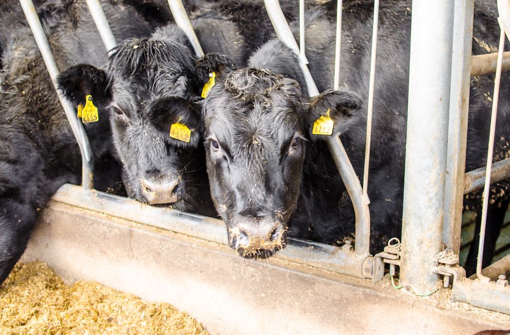 Beef farmers forced to carry the can through loss making prices - Healy