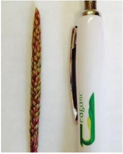 Tillage farmers warned that new weed 'black grass' is in Irish crops