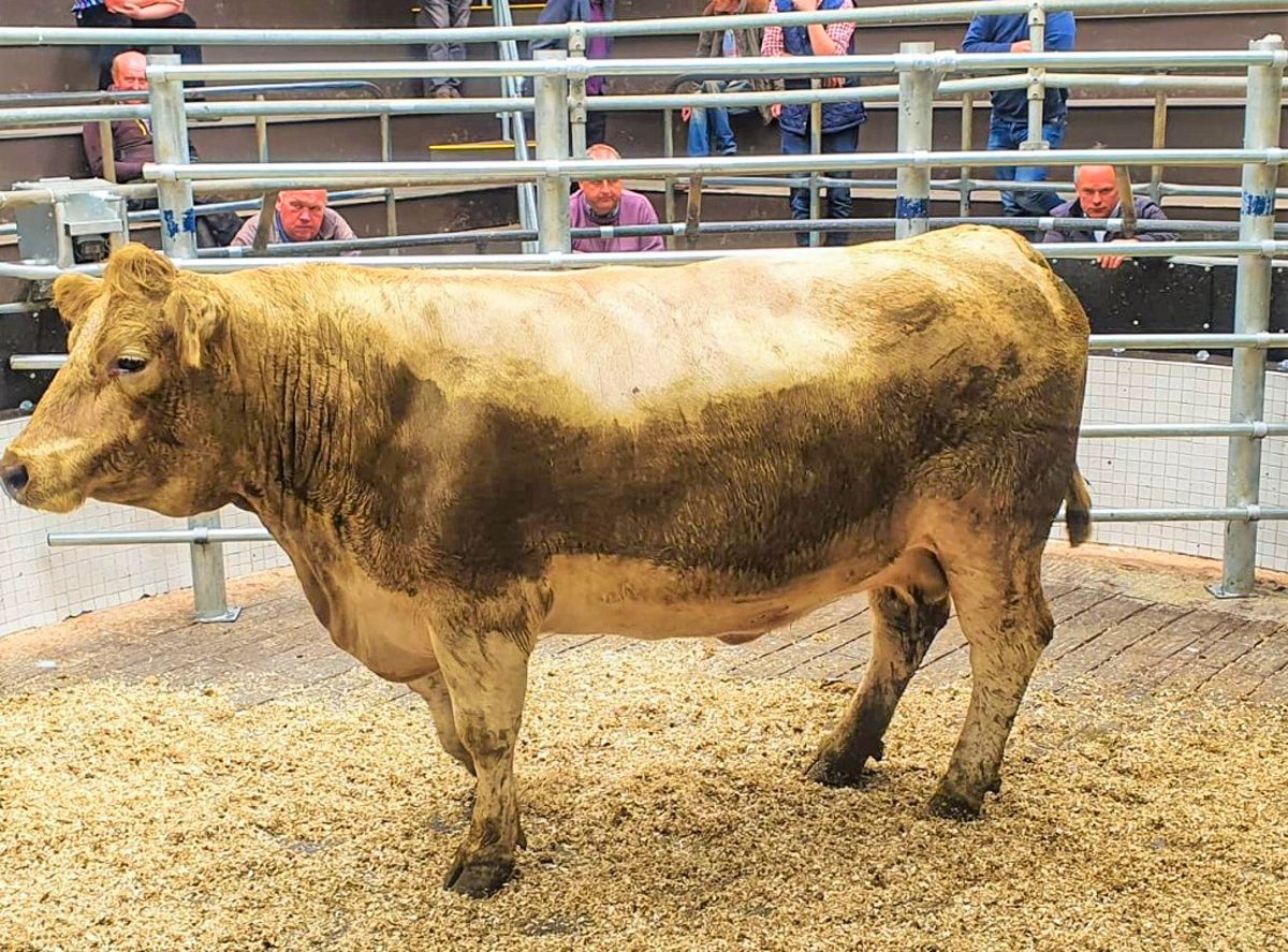 Pics and prices: Cattle numbers up at Ballinrobe Mart