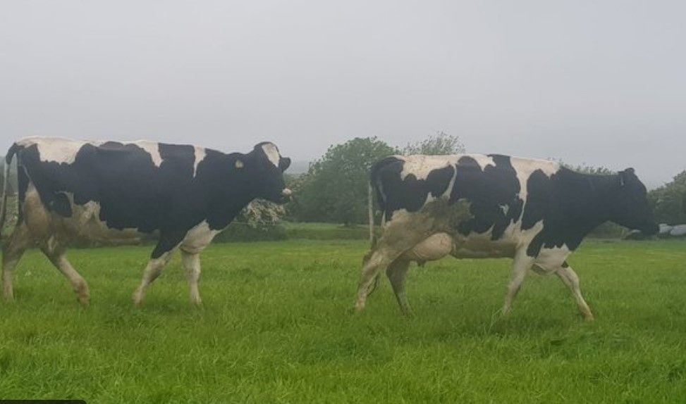 Dairy dispersal sale to take place in Carnaross
