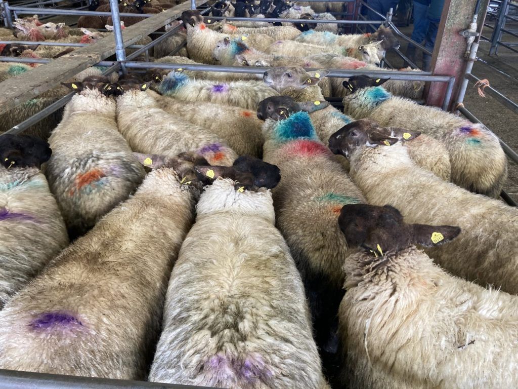 More hogget ewes appearing at marts