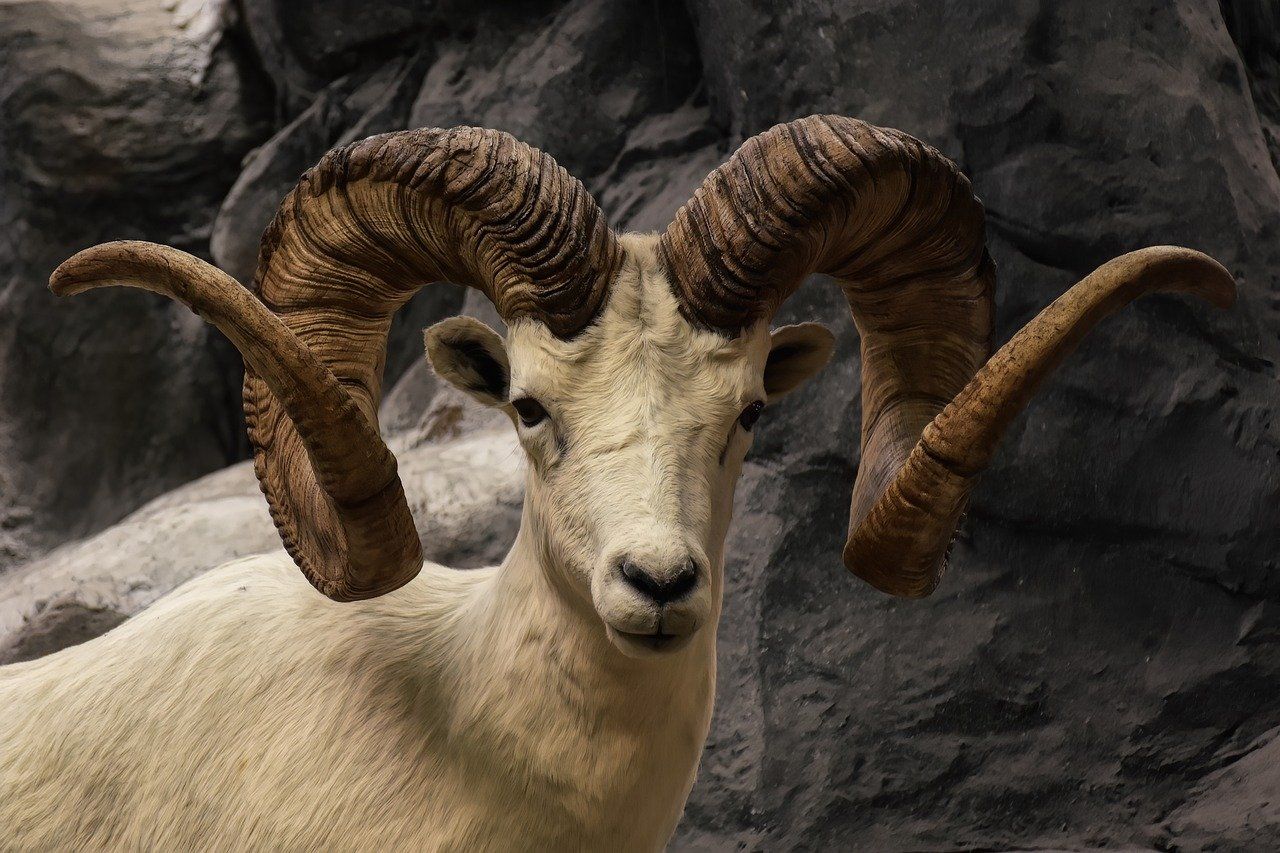 US man attempted to create 'giant sheep' for captive hunting