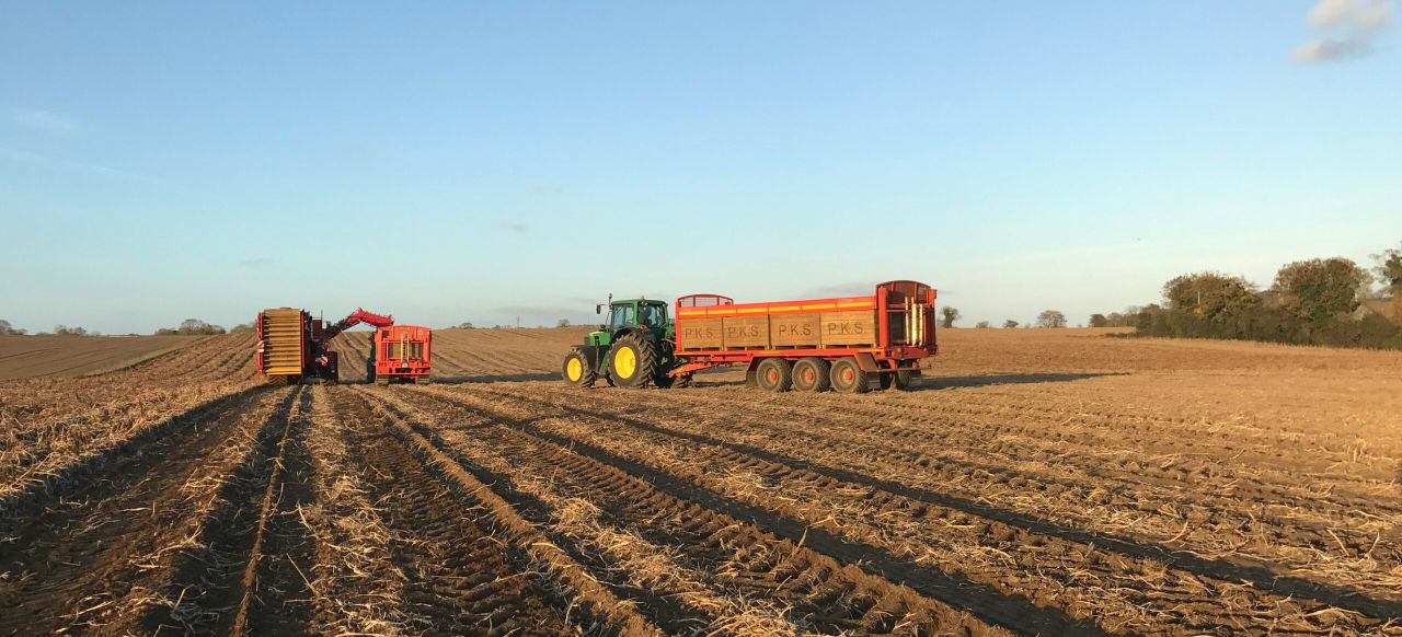 Tillage focus: Potato harvest in full swing
