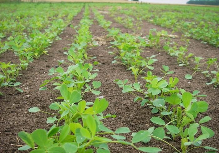 Lucerne grown in Harper Adams University