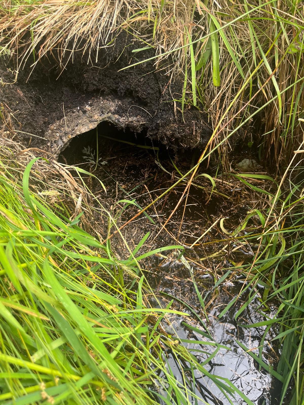 MEP urges Bord na Móna to suspend Co. Roscommon rewetting plans