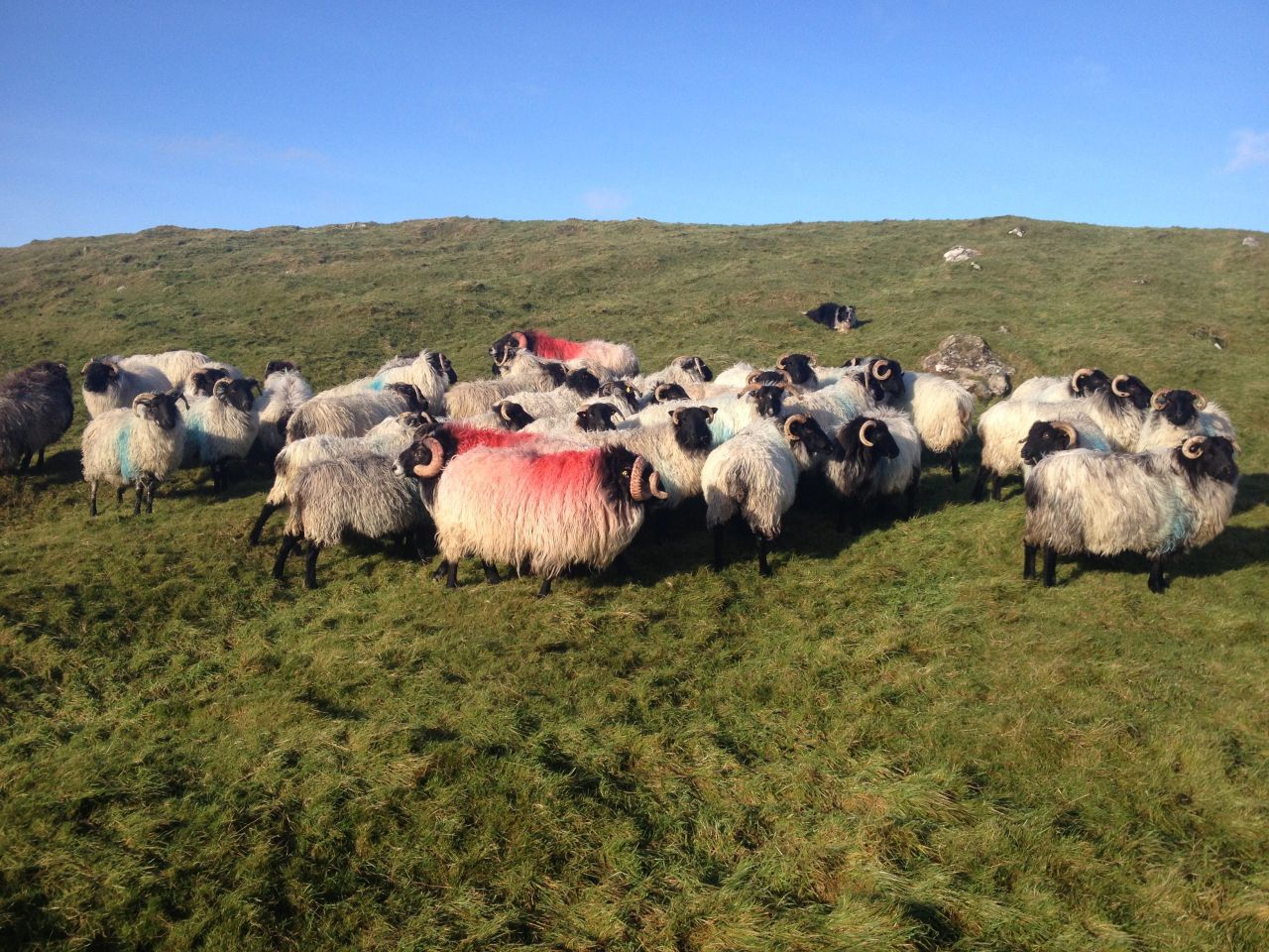 Largest two-day single sheep breed sale set for Connemara