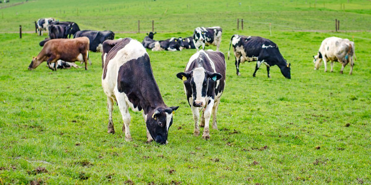 Ireland's largest organic farm to hold dispersal sale of dairy herd