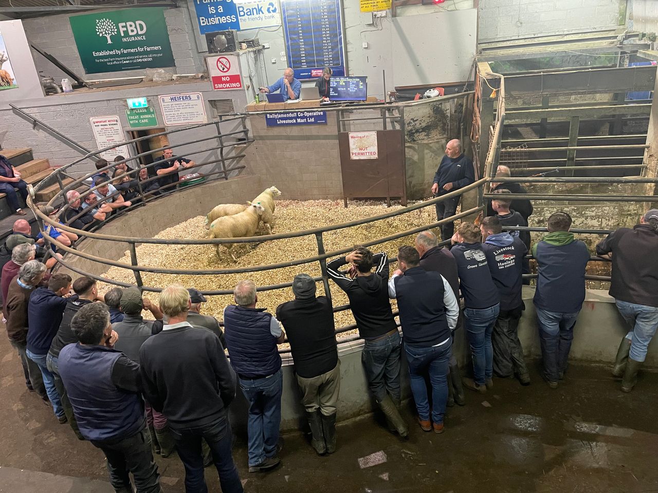 Brisk start to breeding-hogget trade at Ballyjamesduff Mart