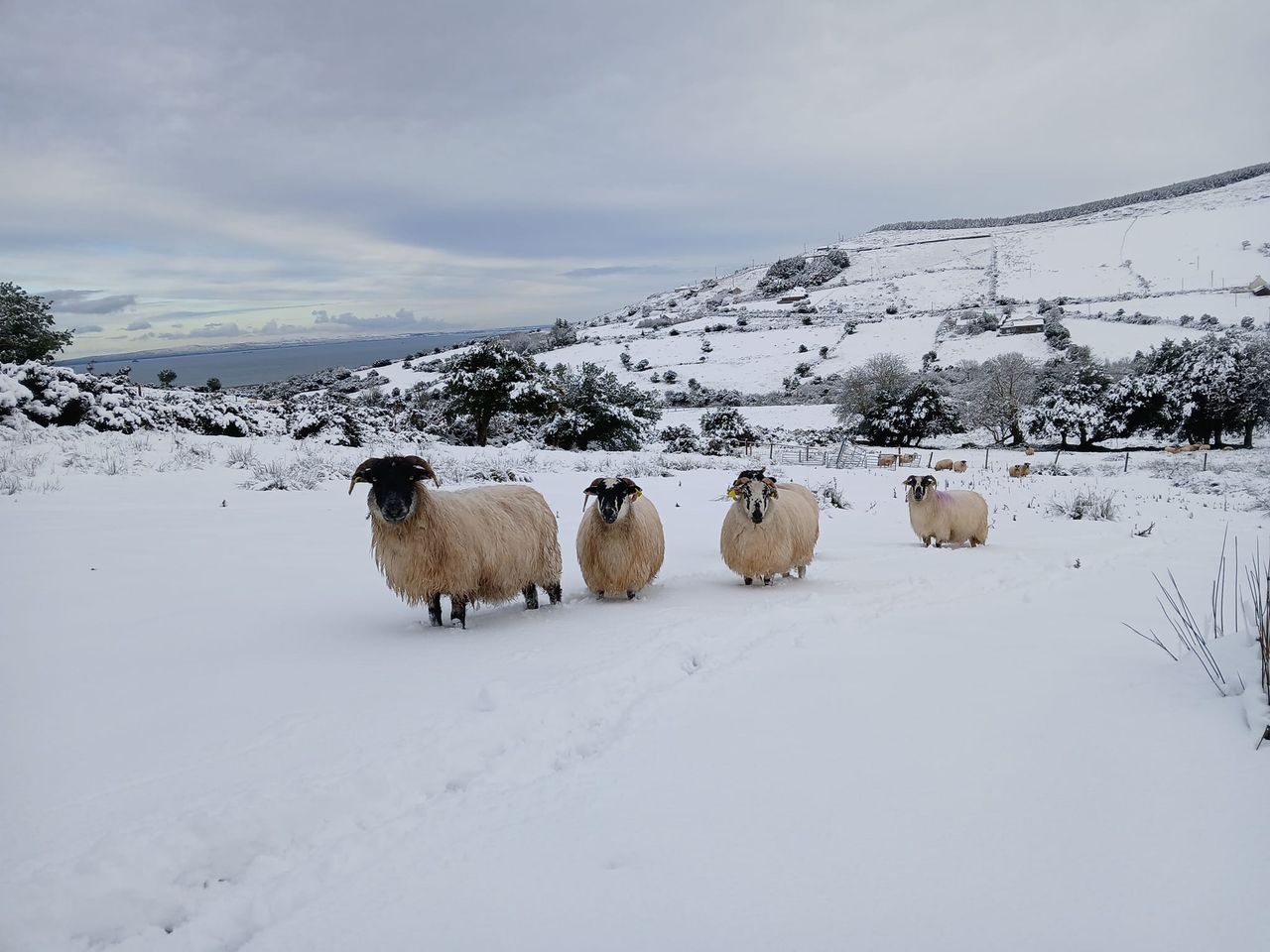 Kerry farmer catches intruder cutting throats of sheep