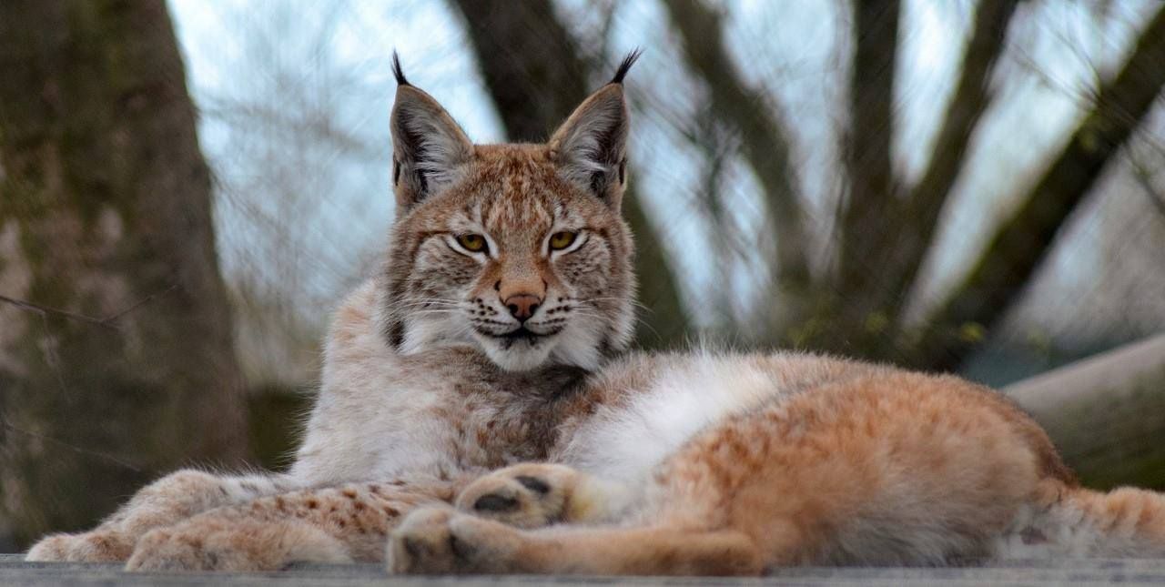 Escaped wild cat accused of killing 7 sheep shot dead by marksman