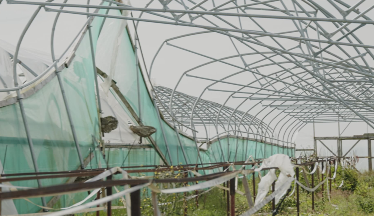 Watch: Why the sun is not shining for strawberry growers this year