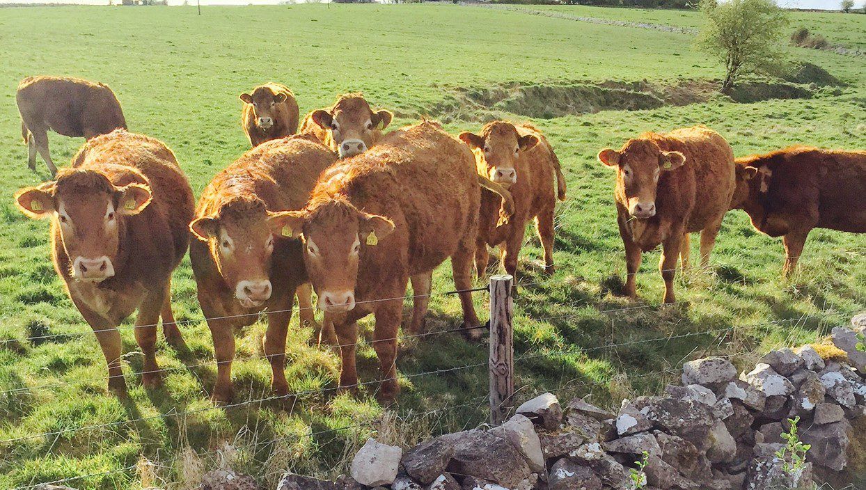 Ensuring suckler heifers calve down at 24 months starts now