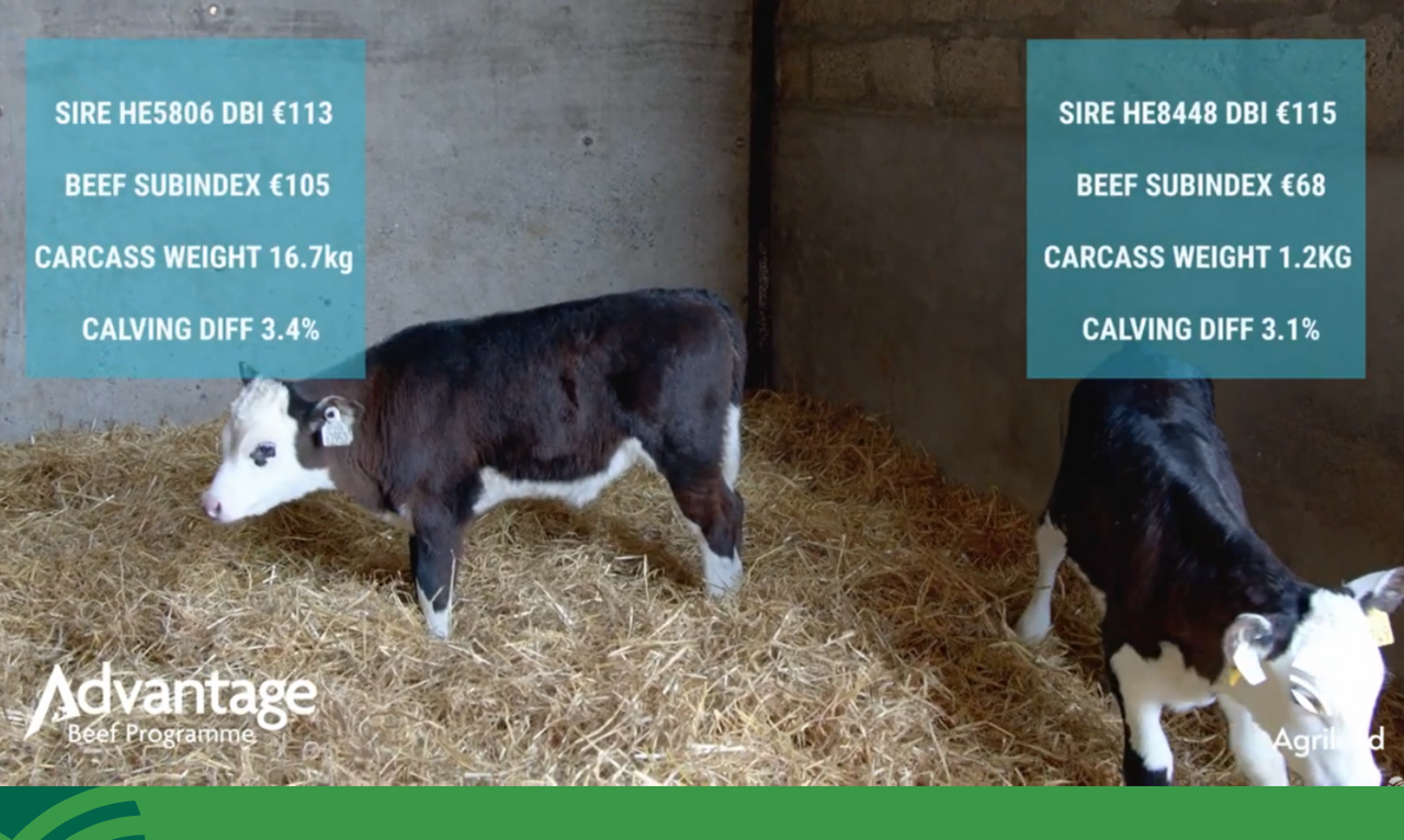 Getting free extra weight gain on dairy-beef cattle : Advantage Spring Dairy-Beef Series