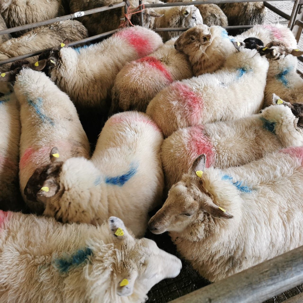 Sheep trade: Prices for hoggets at €7.00/kg