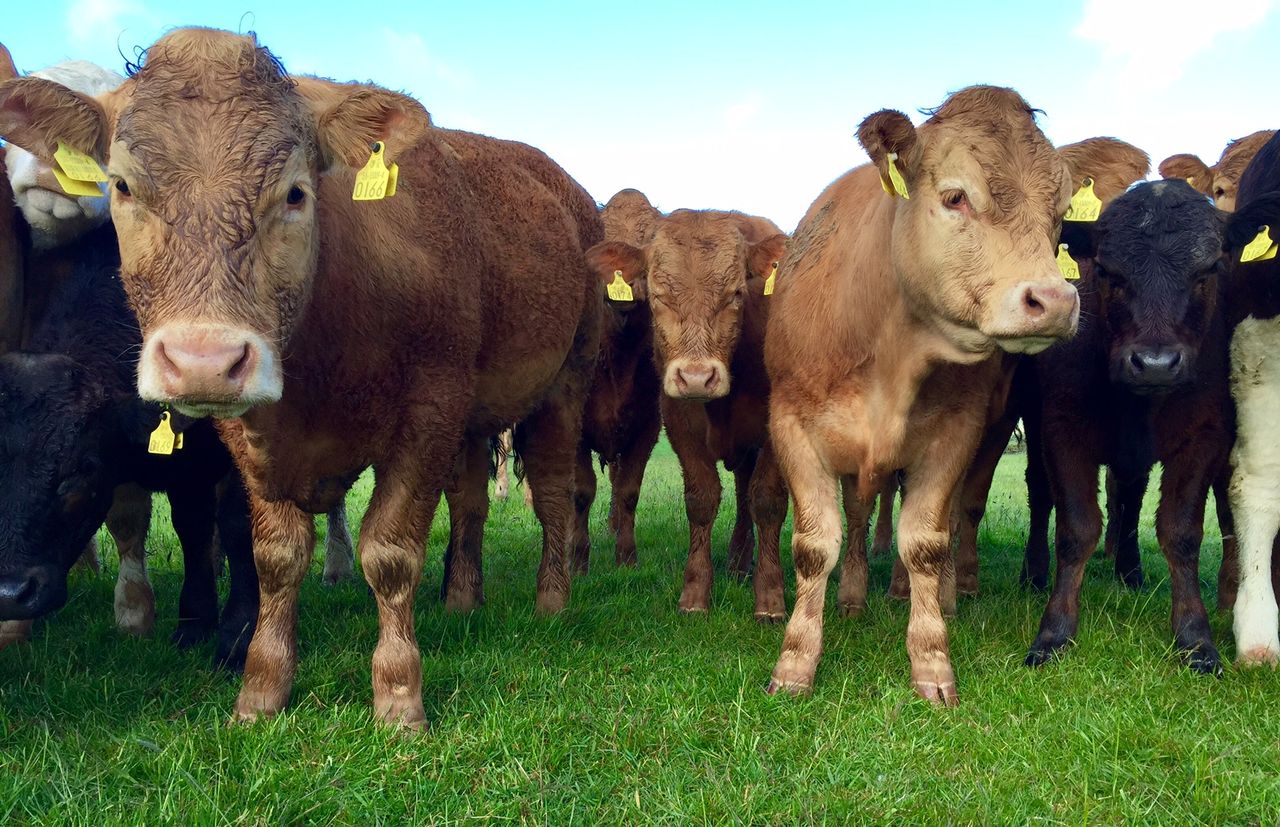 Beef price remains unchanged - Week-on-week throughput continues to ease