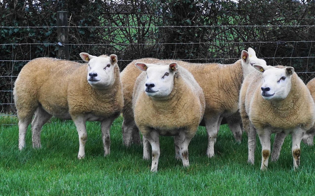 Texel Twilight sale set to see 55 pedigree in-lamb hoggets up for grabs