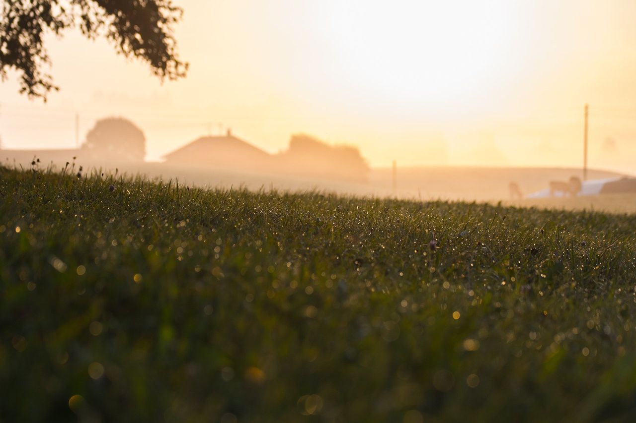 87% of global agri producer support is 'price distorting and environmentally harmful' - UN