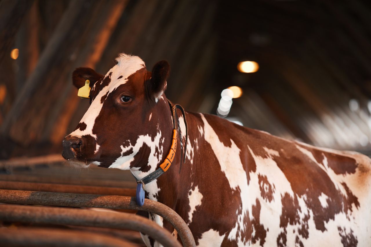 US: Bird flu tests for dairy cows before interstate transfers