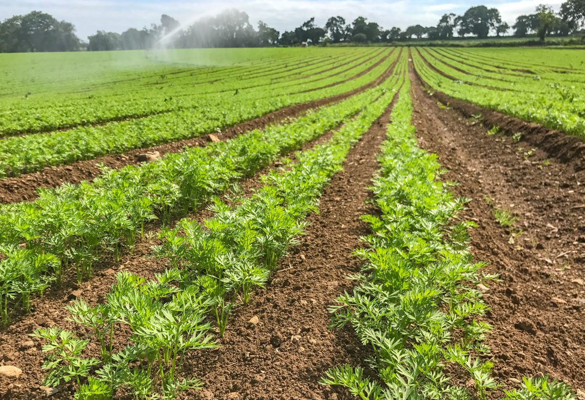 Irish unpaid farm work figures among highest in EU