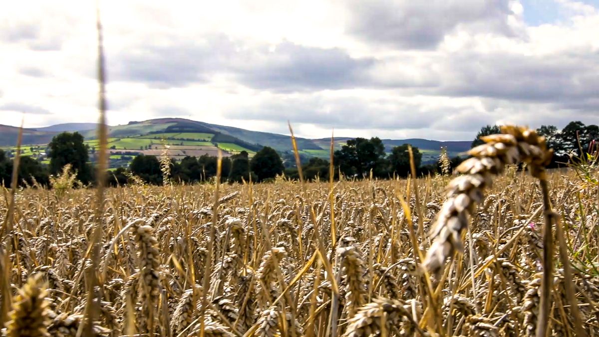 Survey shows 70% of farmers globally expect profits to increase