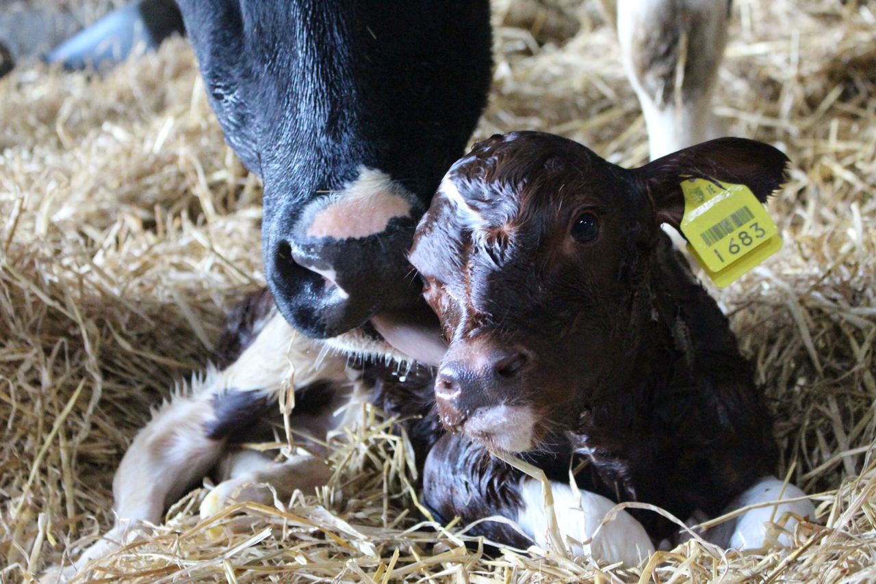 Final call for entries to Glanbia's €5,000 CalfLife photo competition