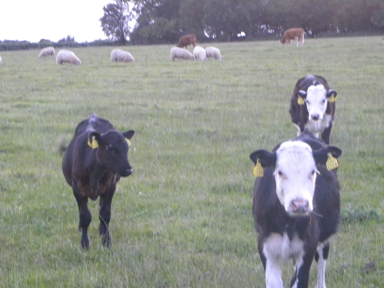 Offaly farm to increase gross margin by 33% through grass