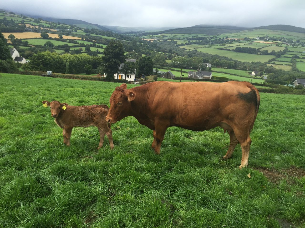 Have Irish farmers used technology to improve their businesses without realising?