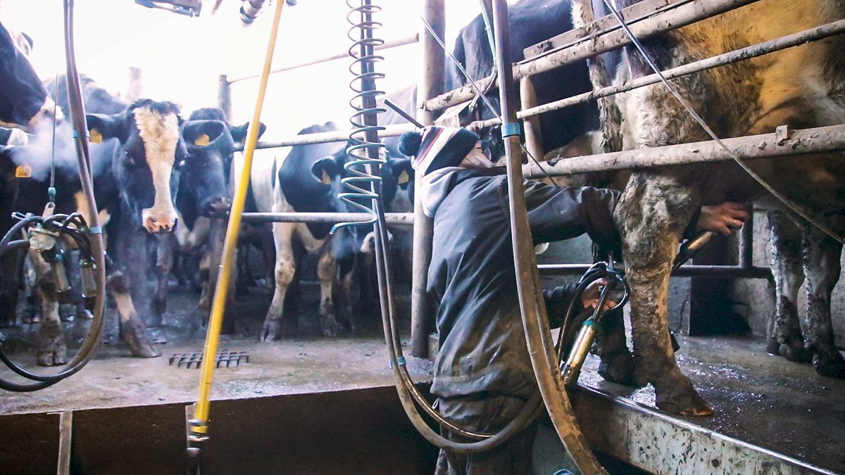 EU dairy farmers regret 'loopholes' in new market regulations