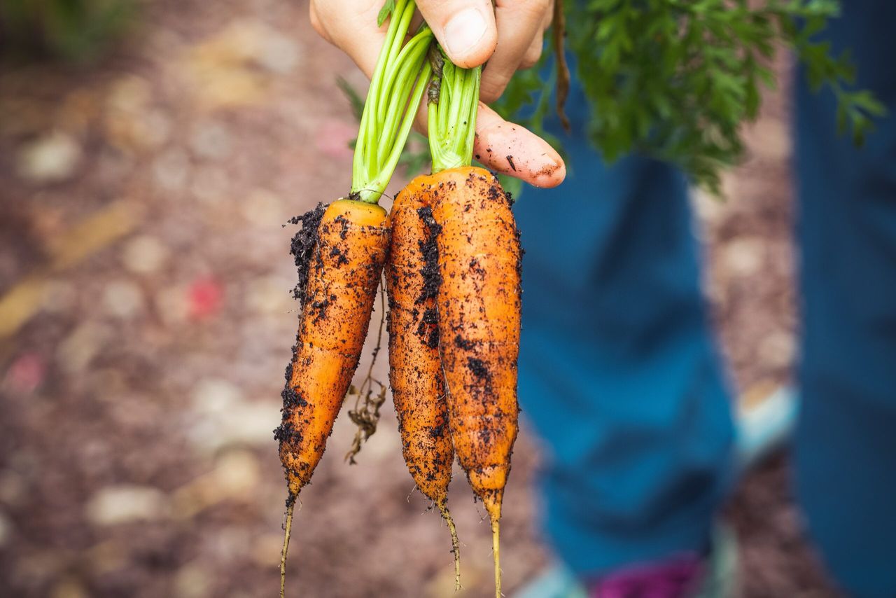 Government must ‘step in’ to support horticulture - Green Party
