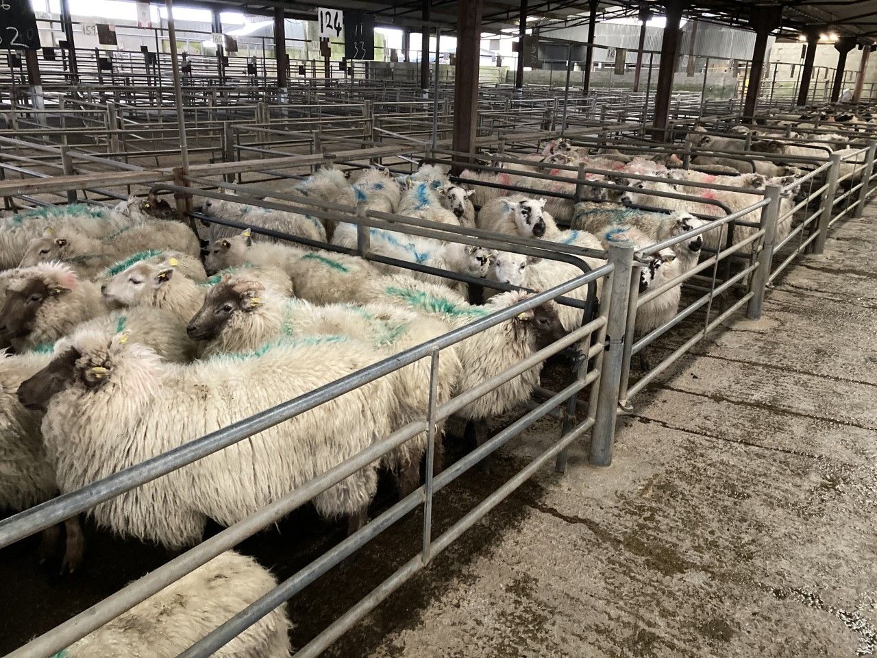 Pics from the mart: Hoggets sell up to €170/head at Tuam Mart