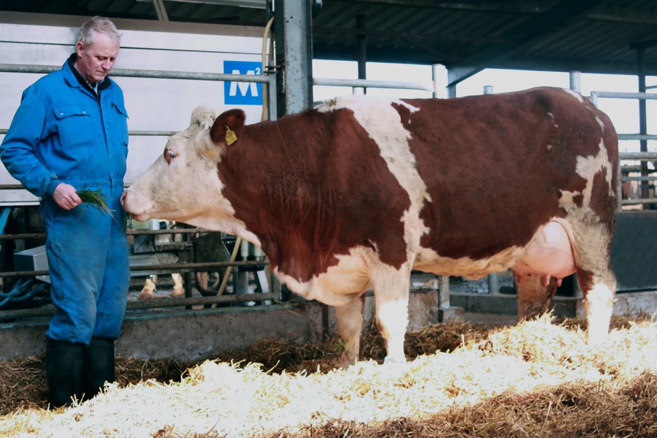 Cow-first approach guides latest innovations for Fullwood Packo