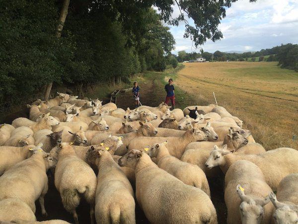 Sheep slaughterings surge 17% year-on-year