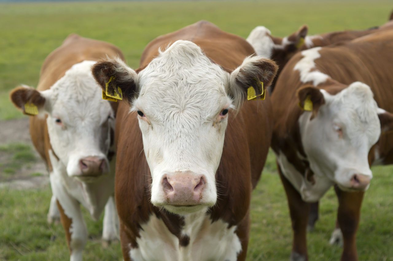 Has selective breeding hit diversity in traditional cattle breeds?