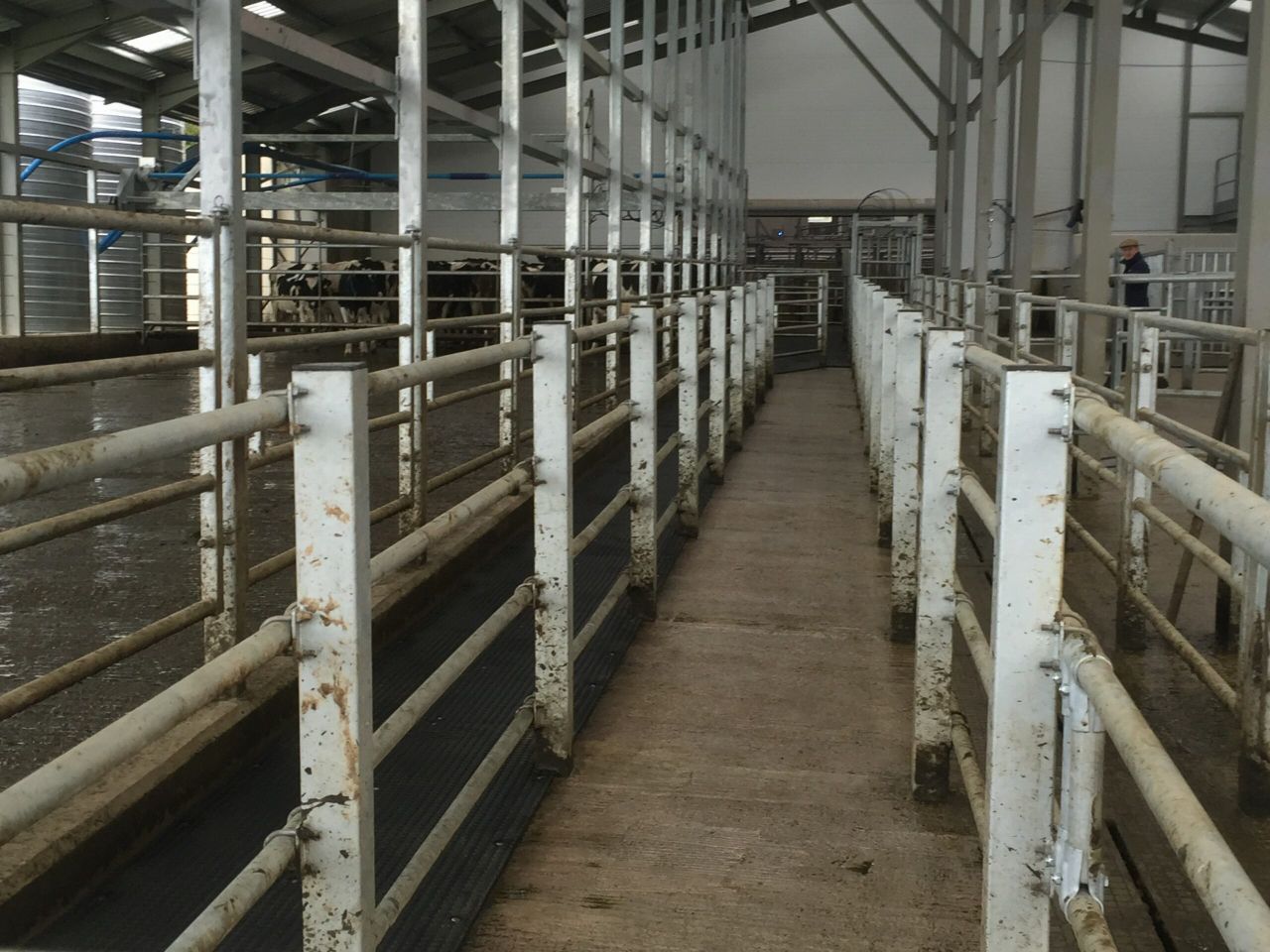 Looking to put in a new cattle crush? - There's a 40% grant available