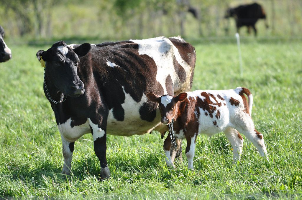 'There could be 15 cows to one call; women are getting the job done' - AI technician, Nichola (22)
