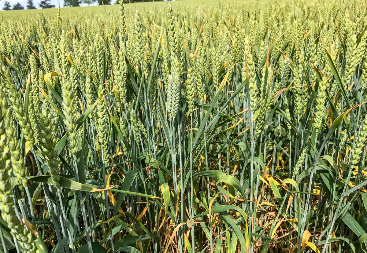 'Endocrine disruptor' fungicide withdrawn in France