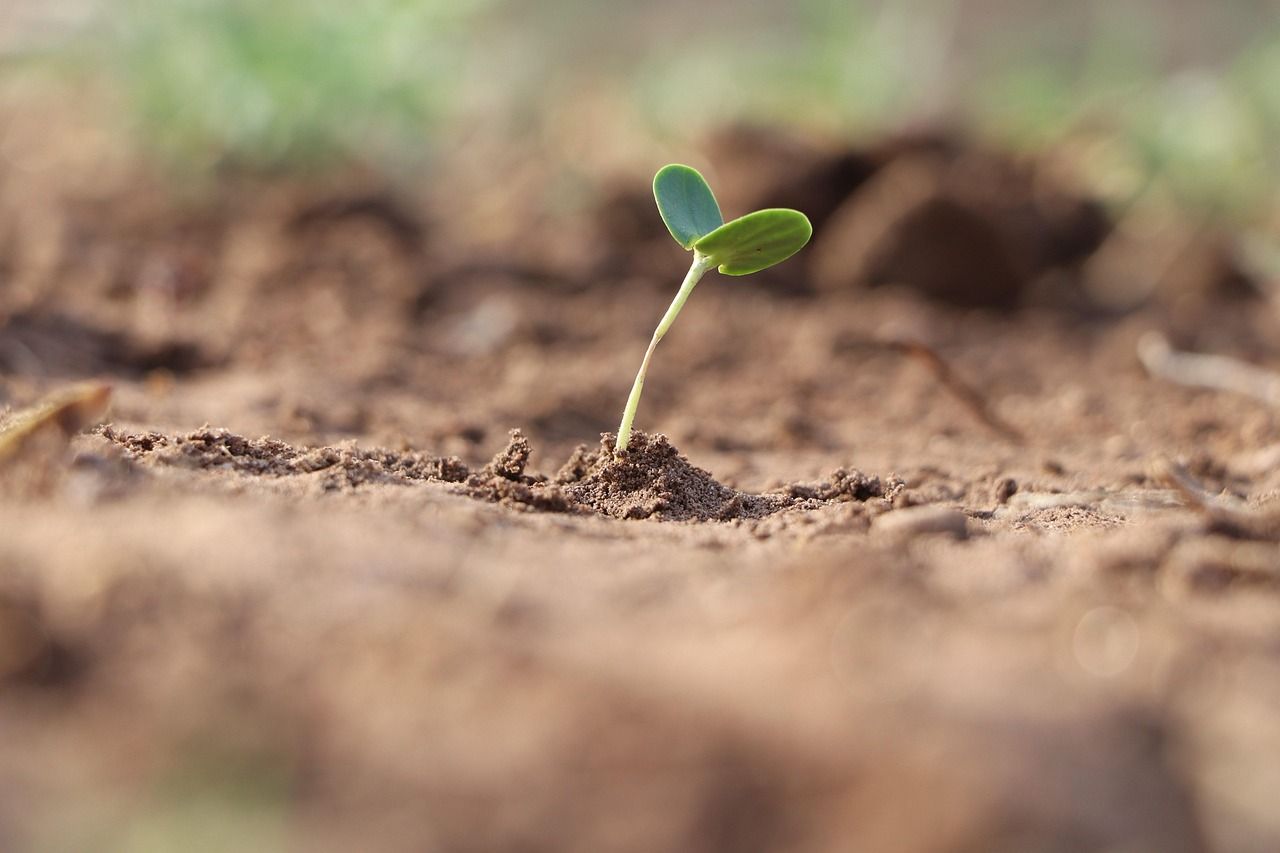 EU-China project offers farmers digital tools to assess soil health