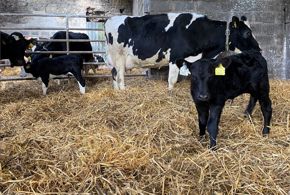 Dairy calf registrations down by nearly 50k on last year's figures