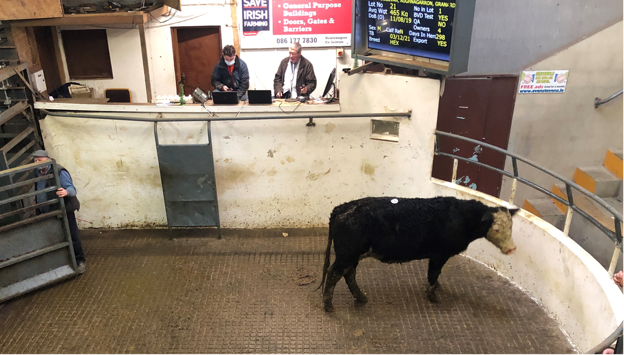 Marts set to provide extra details on cattle from 2022