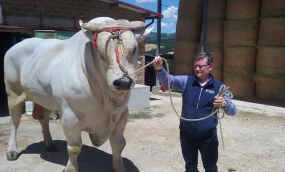 Video: Flying Chianina cattle first-class to Abu Dhabi