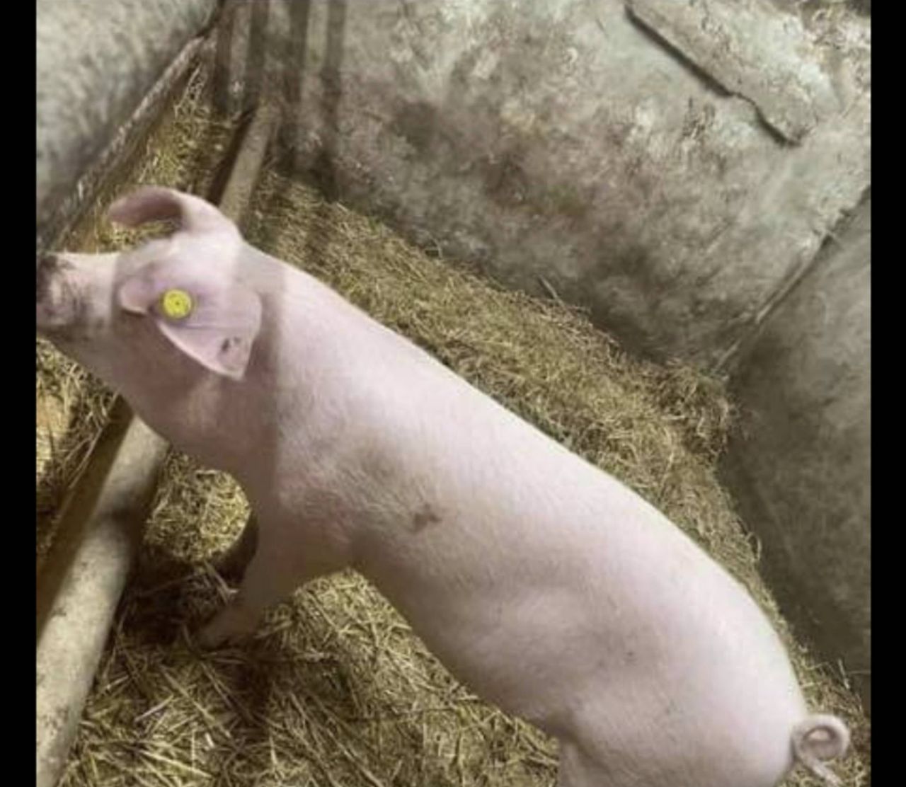Info sought following road collision involving pig