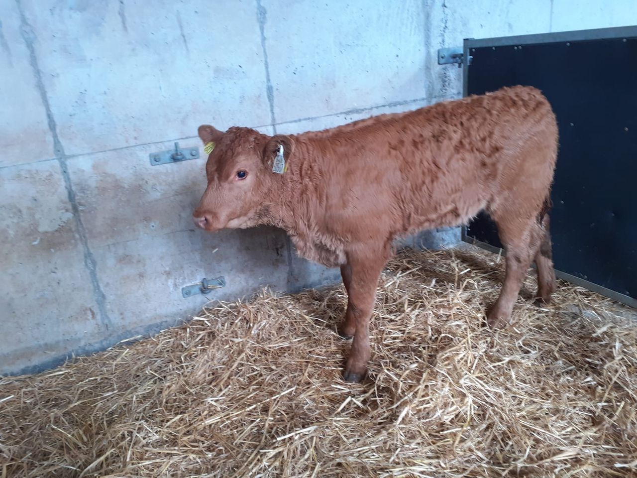 Stronger calves still a good trade at Waterford Ross