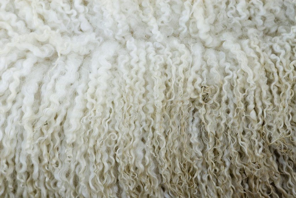 ICSA: Wool has been undervalued for far too long