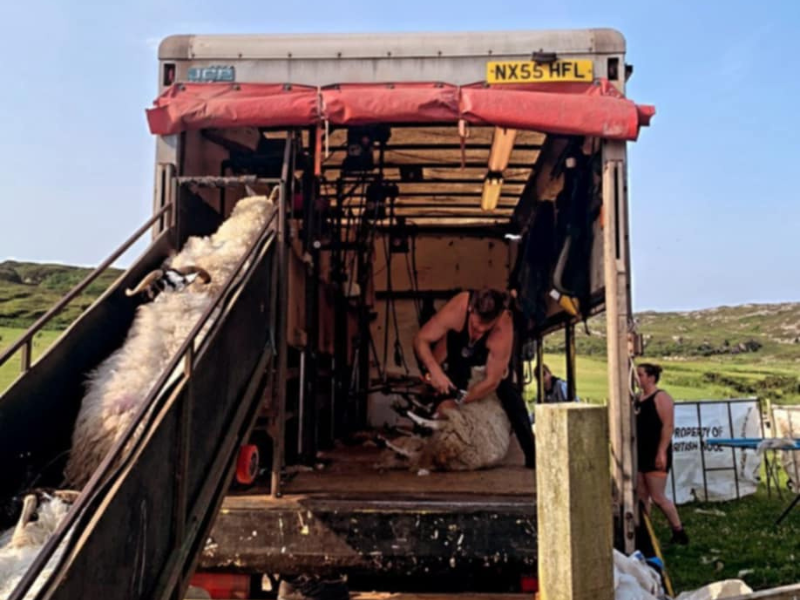 Find out how a Donegal man travels the world shearing sheep for €700/day