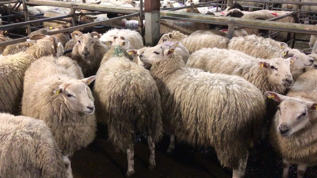 Sheep kill falls but prices remain hot