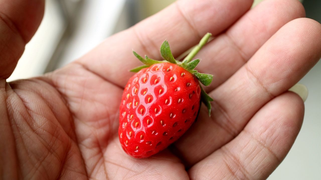 European Commission study on impact of Covid-19 on agri-food sector
