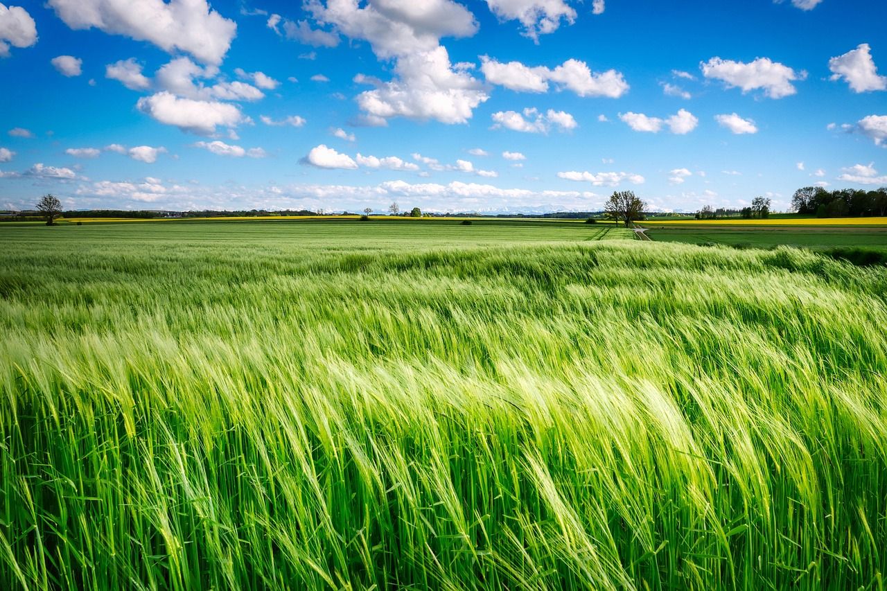 Heritage week: Linking agriculture and art via regenerative practices
